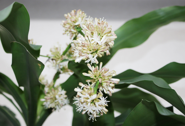 幸福の木が花咲かす 東日新聞 幸福の木が花咲かす 東日新聞