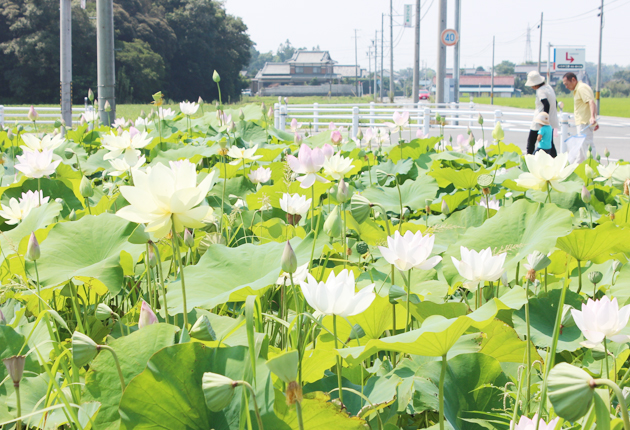 https www tonichi net news index php id 46571