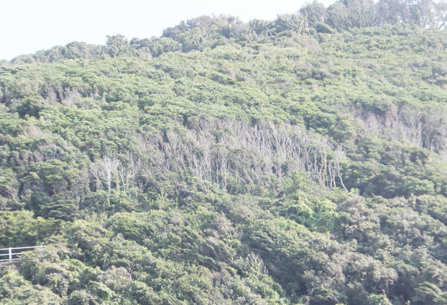 縞枯れの仕組み解明