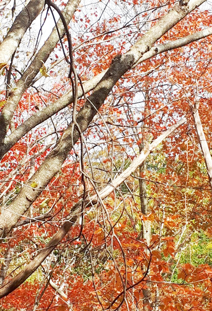 茶臼山一帯は紅葉最盛期 東日新聞