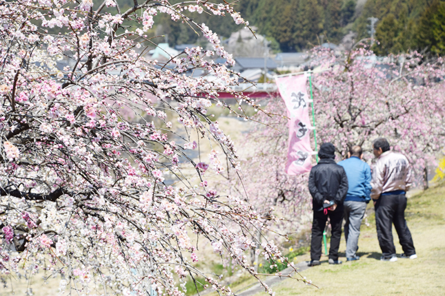 海老川の しだれ花桃 見ごろ 東日新聞