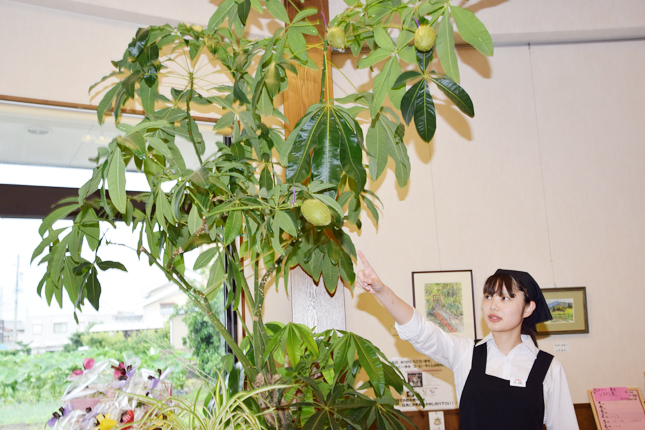 観葉植物パキラ初着果 東日新聞 観葉植物パキラ初着果 東日新聞