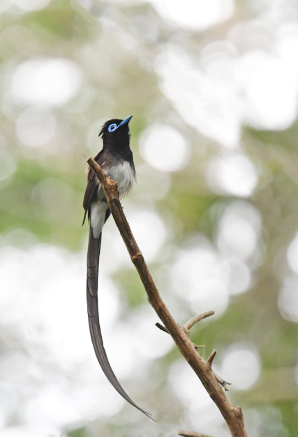 野鳥図鑑 サンコウチョウ 6 東日新聞 野鳥図鑑 サンコウチョウ 6 東日新聞