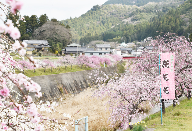 新城 しだれ花桃 見ごろ 東日新聞 新城 しだれ花桃 見ごろ 東日新聞