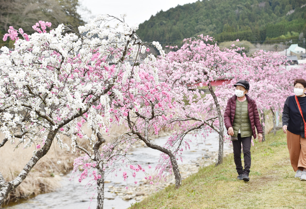 静かに鮮やかに しだれ花桃 満開 東日新聞